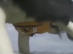 Chinese softcore Love scene - Island of Surprise