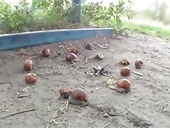 It's Fair Play In A Threeway With Vanilla Deville, Nikita Von James, Mr. Pete - Brazzers