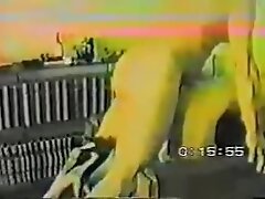 Ms Paris Rose - A Slutty Cougar Teaches How To Please A Woman To Vigins