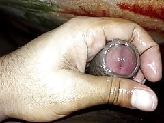 Indian cock