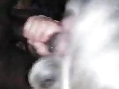 Gray hair Granny sucking BBC