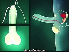 Anatomic Sex in Different Places (1960s Vintage)